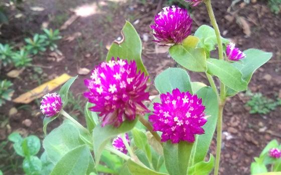 On her way to the chapel the author was suddenly stopped by the purple button flowers in the congregation's drawing room: "What surprised me was the tiny white blossoms within the purple bunch of flowers." (Lissy Maruthanakuzhy)