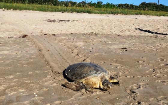 A green sea turtle, "Chelonia mydas," returns to the water after laying a nest, July 4, 2017. (Ecological Associates Inc.)