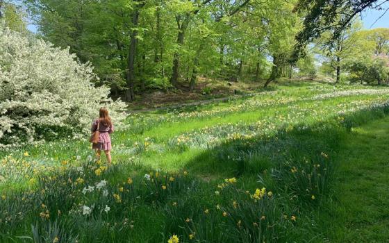 At the New York Botanical Garden, I was awed at the glorious lilac bush in the hills of daffodils. Hundreds of bees were dancing and humming within the bush, making me feel so small in a world so big. (Courtesy of Maddie Thompson)