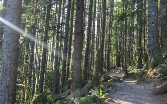 Fir trees along the Rattlesnake Ledge Trail in the foothills of the Cascade Mountain Range outside Seattle. (Brian Roewe)