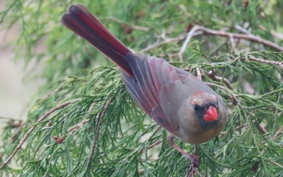 The cardinal that kept banging into the author's window (Mary Navarre)