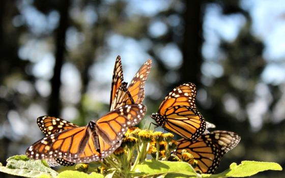Monarch butterflies gather at the Monarch Butterfly Biosphere Reserve in Michoacán, Mexico. (Wikimedia Commons/Luis Avalos)