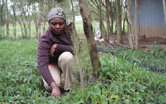 About 100,000 farmers in four countries are part of The International Small Group and Tree Planting Program, or TIST, which allows individuals and corporations to fund trees that are used as part of a carbon-offset market. (The TIST Program)