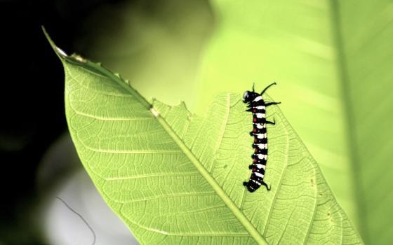 Black and yellow caterpillar eating a leaf