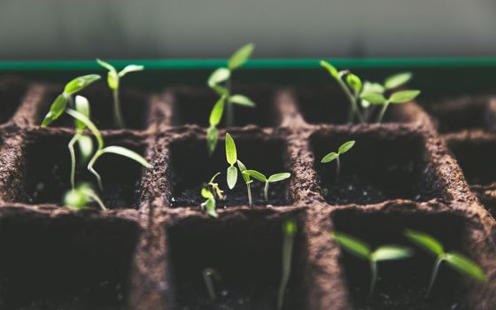 Seedlings (Unsplash/Markus Spiske)