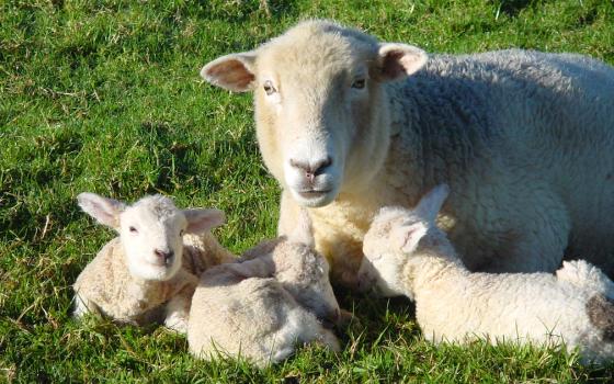 A ewe with her lambs (Susan Elizabeth Smith)