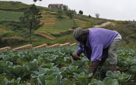 A farmer tends to his crops near Port-au-Prince, Haiti. To ensure adequate food for all the world's people, governments must involve small farmers, Pope Francis said in a message read July 26 to a United Nations meeting on food security. (CNS photo/Eduard