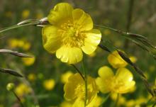 Buttercups (Wikimedia Commons/AnRo0002)