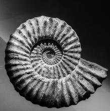 spiral shell