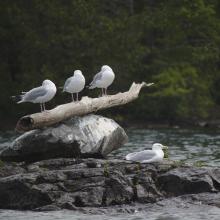 gulls on a branch