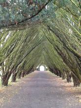 arch of trees