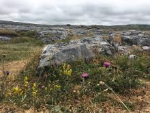 The Burren