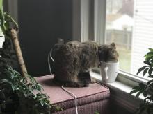 The author's cat enjoys an ordinary moment sipping water by the windowsill. (Brenna Davis)