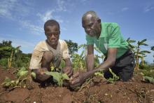 Climate-friendly farming techniques drew a mixed response from respondents to international poll. (CNS photo/Paul Jeffrey)