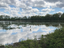 A blue heron stands in the wetland at Sandy Ridge Reservation in North Ridgeville, Ohio. (Brenna Davis)