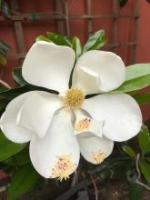 magnolia flower