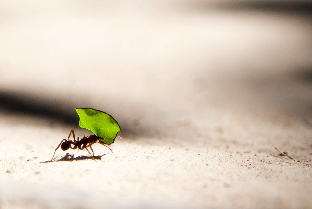 Leaf-cutter ant (Unsplash/Vlad Tchompalov)