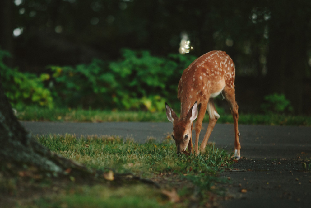 (Unsplash/Vladimir Kudinov)