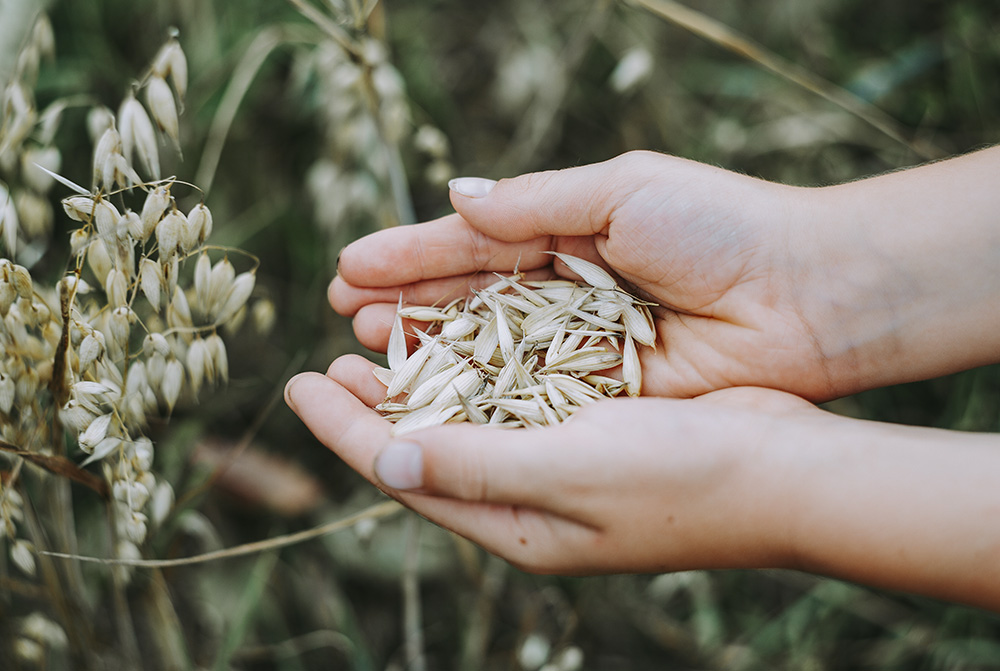Hands holding seeds (Pixabay/Markus Spiske)