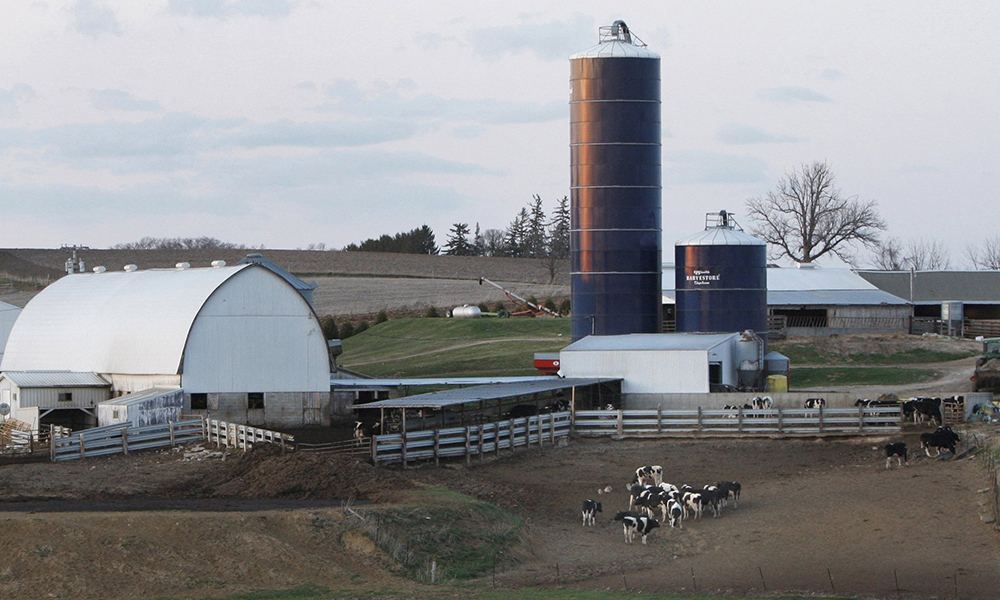 Cows are pictured in a file photo grazing on a farm just outside Postville, Iowa. For the past 100 years, Catholic Rural Life, based in St. Paul, Minnesota, has ministered to Catholics who live and work in a rural setting. (OSV News/CNS file, Bob Roller)