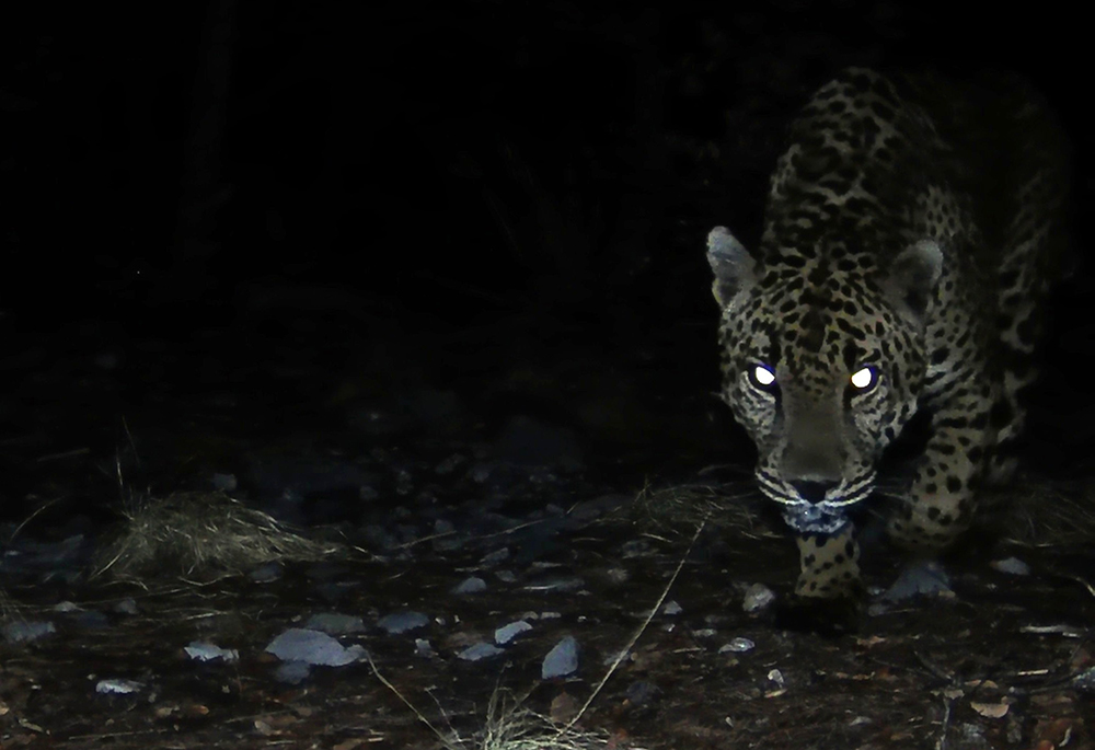 This image and others were discovered Aug. 6 on a field camera by one of some 40 volunteer citizen-scientists who help monitor endangered jaguars and ocelots roaming in southern Arizona for the nonprofit University of Arizona Wild Cat Research and Conservation Center in Tucson, Arizona. (Courtesy of the University of Arizona Wild Cat Research and Conservation Center)
