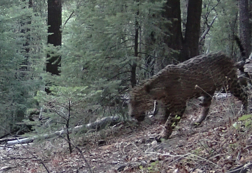 This image was discovered Aug. 6 on a field camera by one of some 40 volunteer citizen-scientists who help monitor endangered jaguars and ocelots roaming in southern Arizona for the nonprofit University of Arizona Wild Cat Research and Conservation Center in Tucson, Arizona. (Courtesy of the University of Arizona Wild Cat Research and Conservation Center)