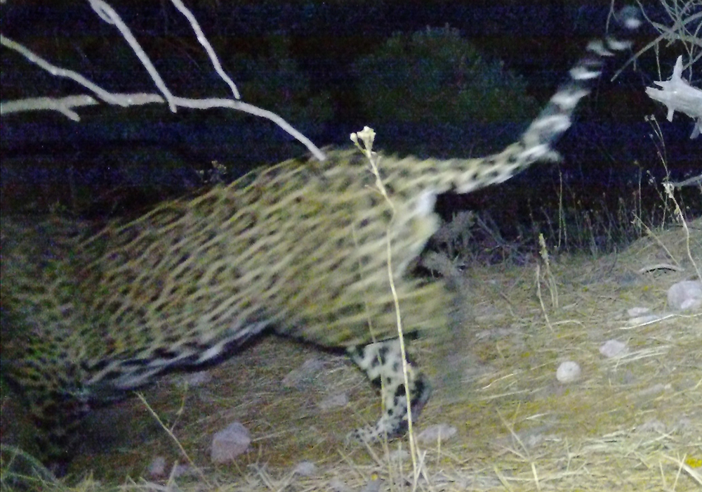 This image was discovered Aug. 6 on a field camera by one of some 40 volunteer citizen-scientists who help monitor endangered jaguars and ocelots roaming in southern Arizona for the nonprofit University of Arizona Wild Cat Research and Conservation Center in Tucson, Arizona. (Courtesy of the University of Arizona Wild Cat Research and Conservation Center)