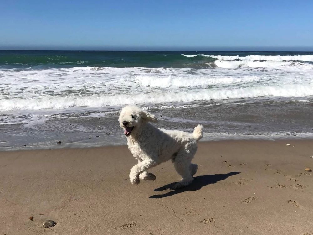 Charlie the poodle plays on the beach.