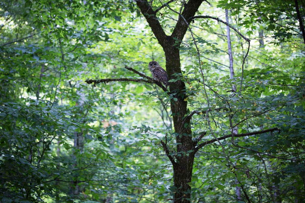 An owl rests on a tree branch in the forest of Kermit, W. Va., Aug. 19, 2014. In Pope Francis' encyclical, "Laudato Si'," he urged that "the entire material universe speaks of God's love. ... Soil, water, mountains: Everything is, as it were, a caress of God." (CNS / Tyler Orsburn)
