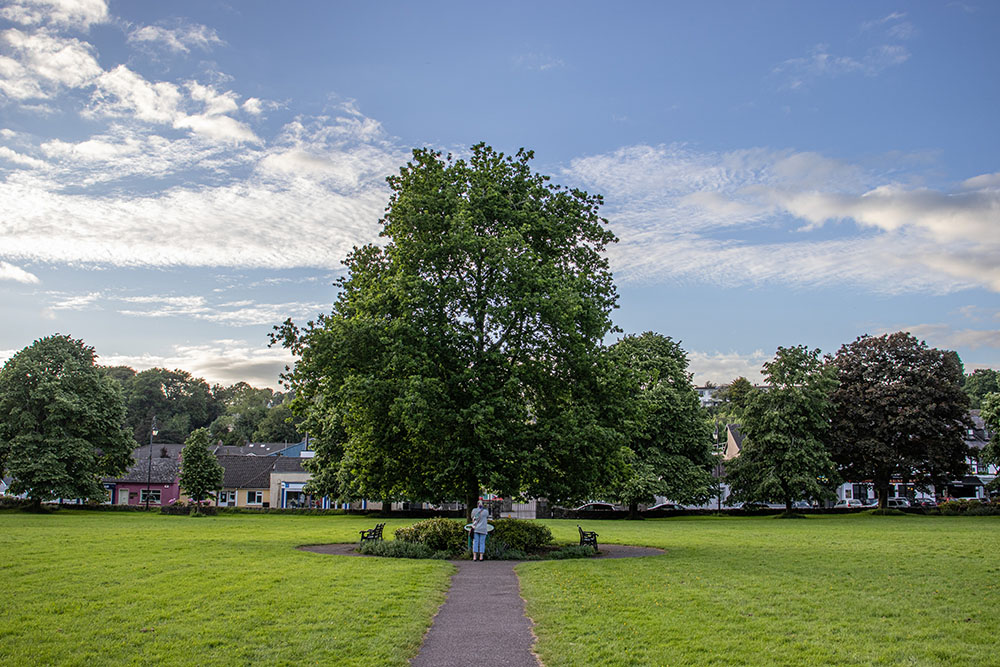 An oak tree stands in the middle of the village green in Blarney, Ireland. (Teresa Malcolm)