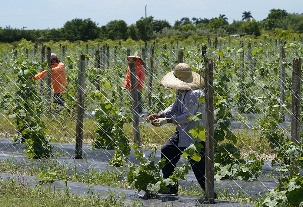 Agriculture workers adjust a trellis to support bitter melon, Sept. 5, 2023, in Homestead, Florida. While President Trump singled out agricultural and hospitality workers as possibly exempt from deportation, writes J. Kevin Appleby, "the reality is that there are 8.5 million undocumented workers who work in industries and essential occupations vital to the U.S. economy." (AP photo/Marta Lavandier)