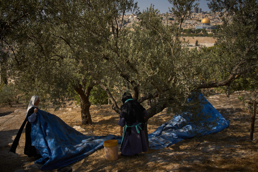 Sr. Marie Benedicte and Sr. Colomba, two Catholic nuns, harvest olives in their monastery's garden on the Mount of Olives, in Jerusalem, Friday, Oct. 17, 2025. (AP/Oded Balilty)