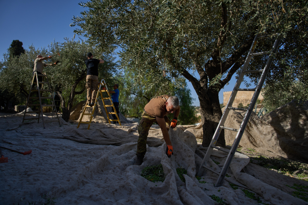 Italian volunteers work on the olive harvest at the Franciscan hermitage on the Mount of Olives in Jerusalem, Friday, Oct. 3, 2025. (AP/Oded Balilty)