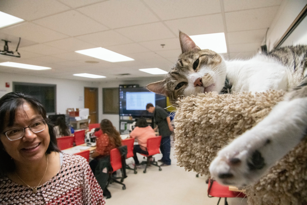 A professor at Navajo Technical University, facing a sleepy cat, participates in a veterinary technology program