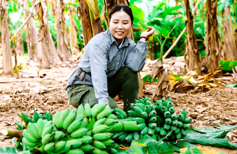 Luu Thi Phu collects bananas on her farm on Aug. 28. The farm was cleared from unexploded ordnance in 2018. (NCR photo)