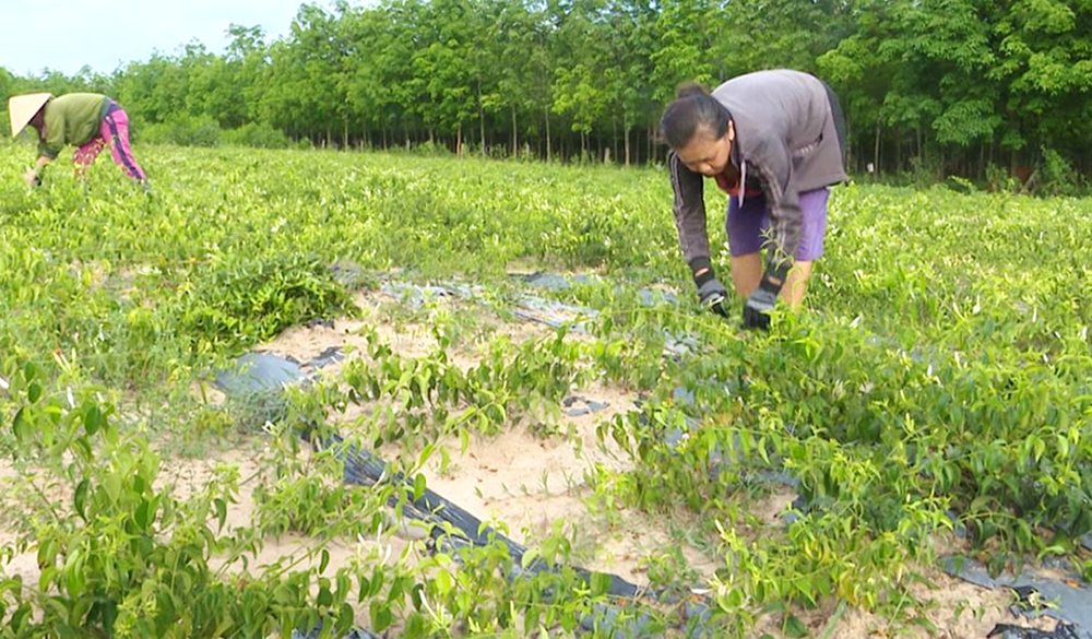 Two farmers cultivate medicinal herbs on land cleared of bombs and mines in Quang Tri province on Sep. 18. (NCR photo)