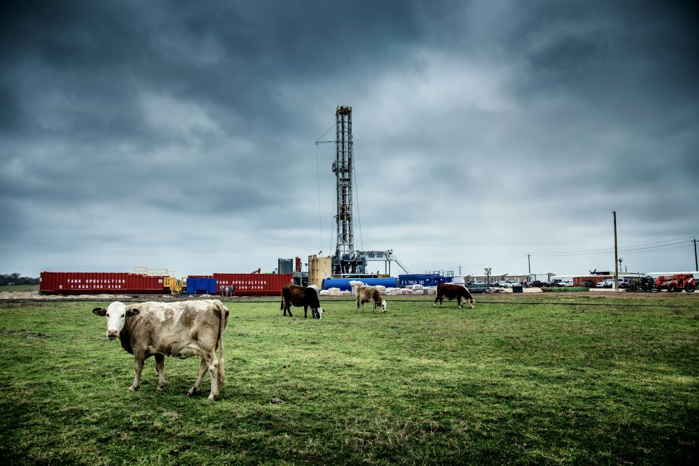 Fracking equipment stands in field near cows.