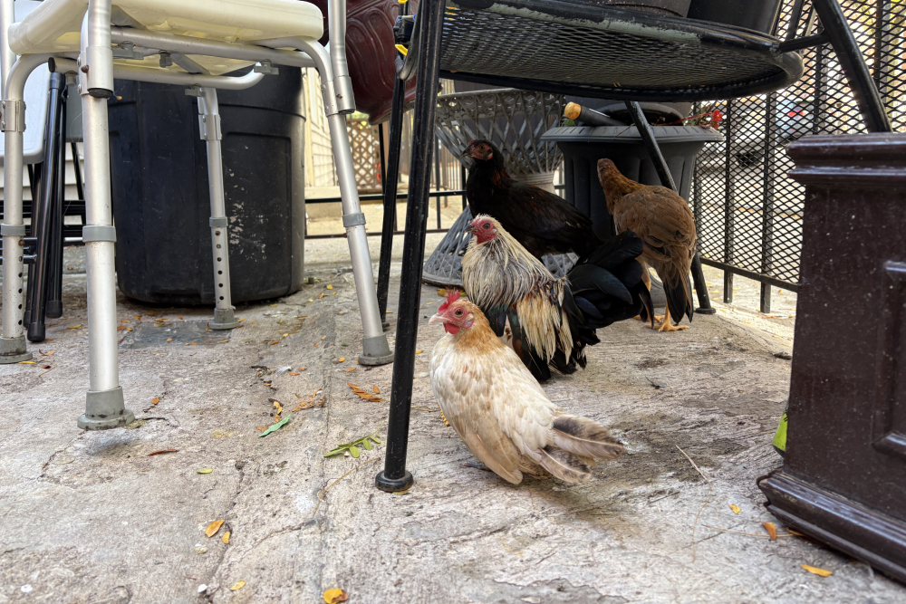 Hens and roosters in the front yard of the house where two Mexican immigrants are being interviewed in Pilsen, Chicago, Oct. 27, 2025. (NCR photo/Camillo Barone)