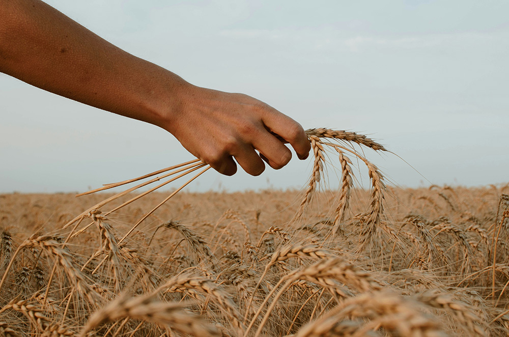 A hand holding a stalk of wheat in the middle of a wheat field at harvest time (Unsplash/Paz Arando)
