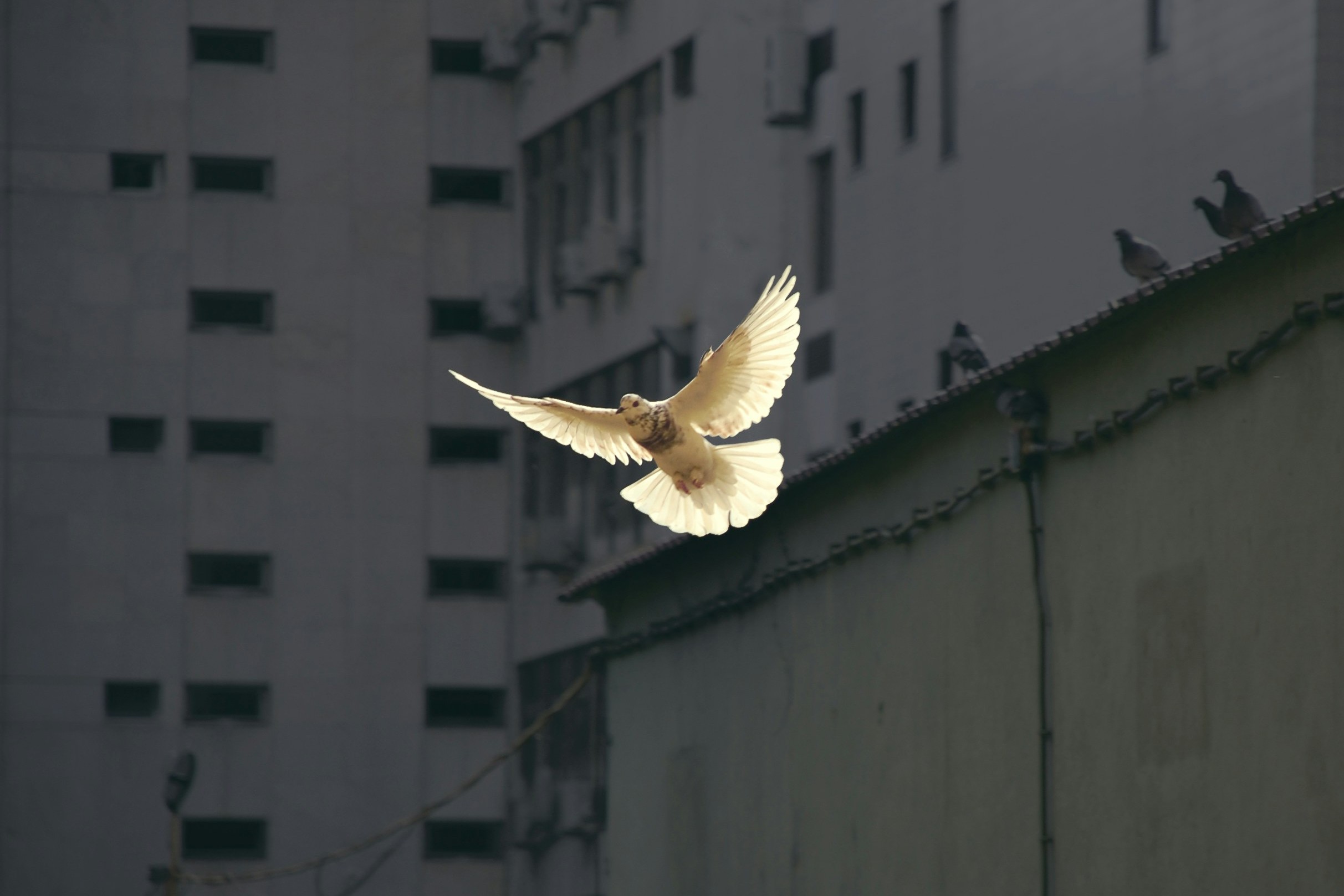 La paz comienza cuando el corazón baja las defensas. (Foto: Unsplash/Sunguk Kim)