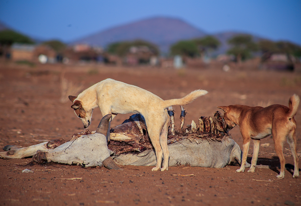 Stray dogs feed on the carcass of a cow in northern Kenya. (Pius Artbeat)