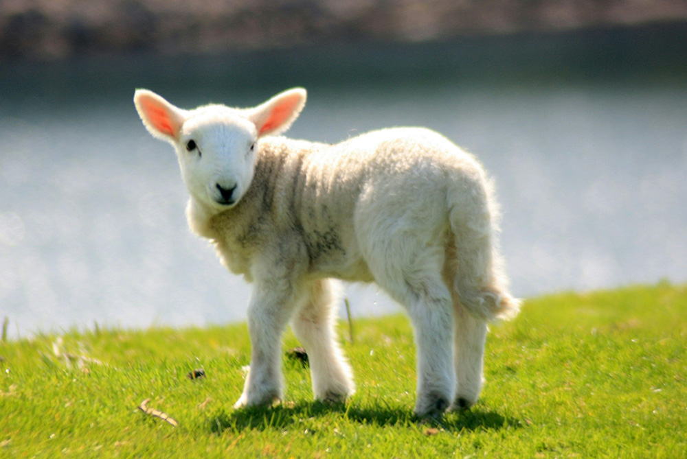 A lamb standing on green grass near a body of water (Unsplash/Colin White)