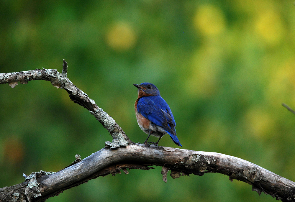 A blue-colored bird stands on a branch in a green outdoor photo illustration (Unsplash/Tyler Moulton)