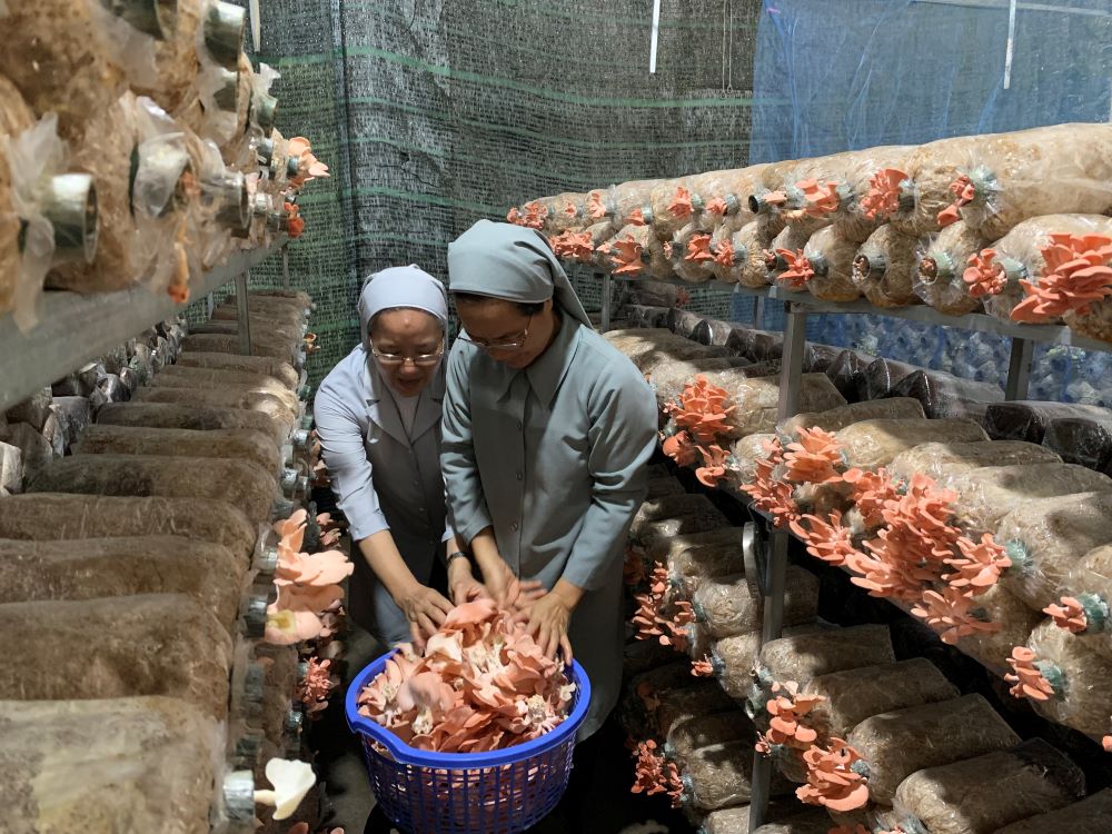 St. Paul de Chartres Srs. Agathe Tran Thi Mong Huyen (left) and Marie Nguyen Thi Minh Hoa harvest mushrooms in their mushroom-growing house in Ho Chi Minh City, Vietnam. (Mary Nguyen)