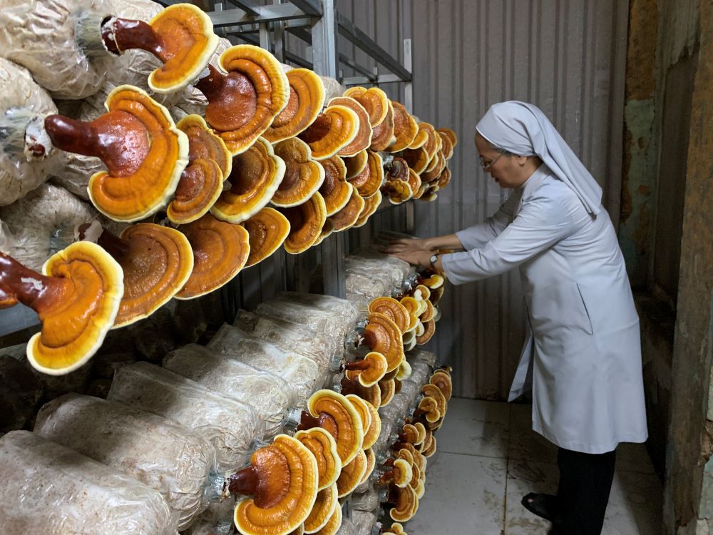 Sr. Marie Nguyen Thi Minh Hoa checks the reishi mushrooms in the growing house she and Sr. Agathe Tran Thi Mong Huyen operate at their St. Paul de Chartres convent in Ho Chi Minh City, Vietnam. This mushroom variety needs six months to grow before harvest. (Mary Nguyen))