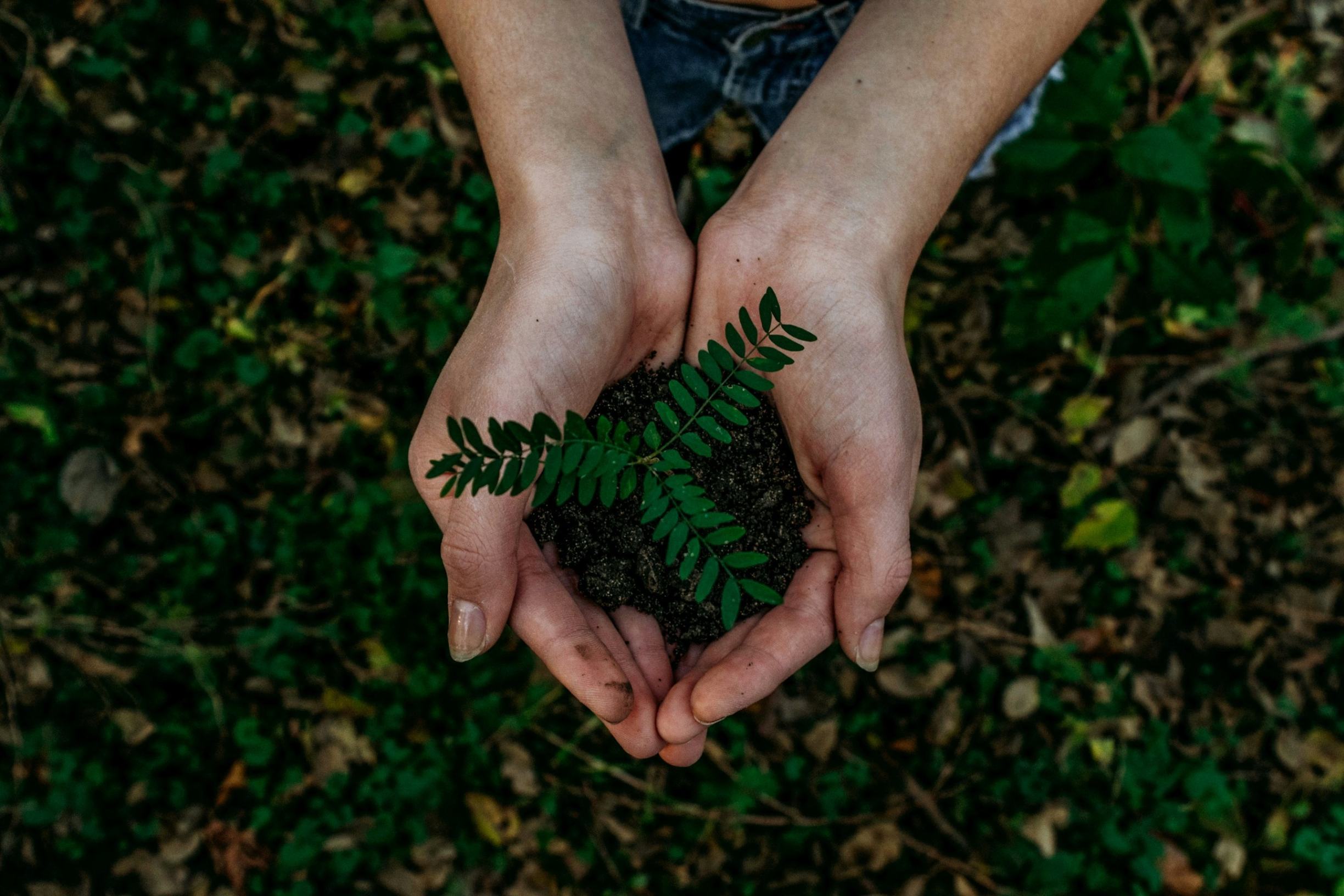 Plantar árboles en cada lugar donde vive enseñó a la Hna. Alicia Rotela a habitar el tiempo. Así transformó su Cuaresma: de penitencias y prohibiciones a una actitud de vida que crece, madura y da fruto desde el reconocimiento humilde de quién es ante Dios. (Foto: Unsplash/Noah Buscher)
