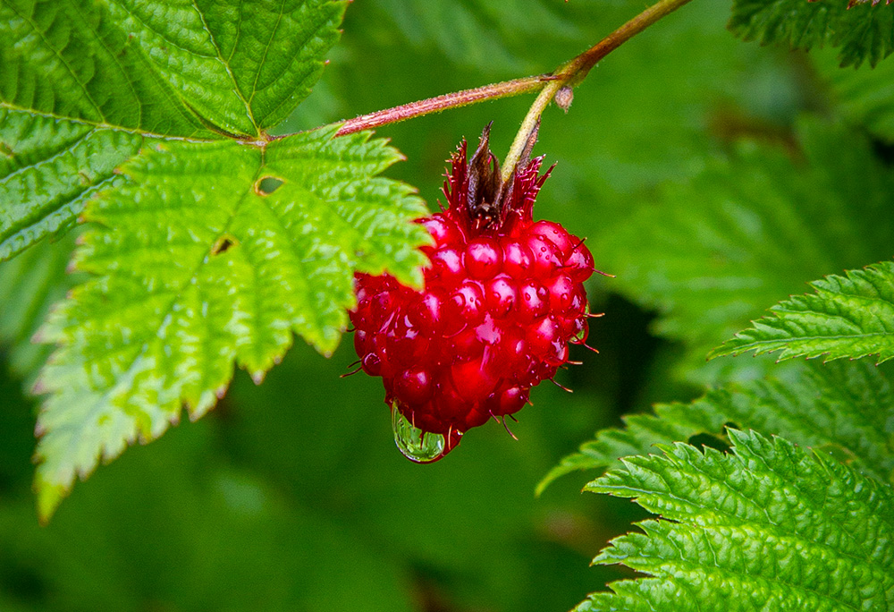 A red salmonberry on a bush on Baranof Island near Sitka, Alaska (Wikimedia Commons/Arthur T. LaBar)