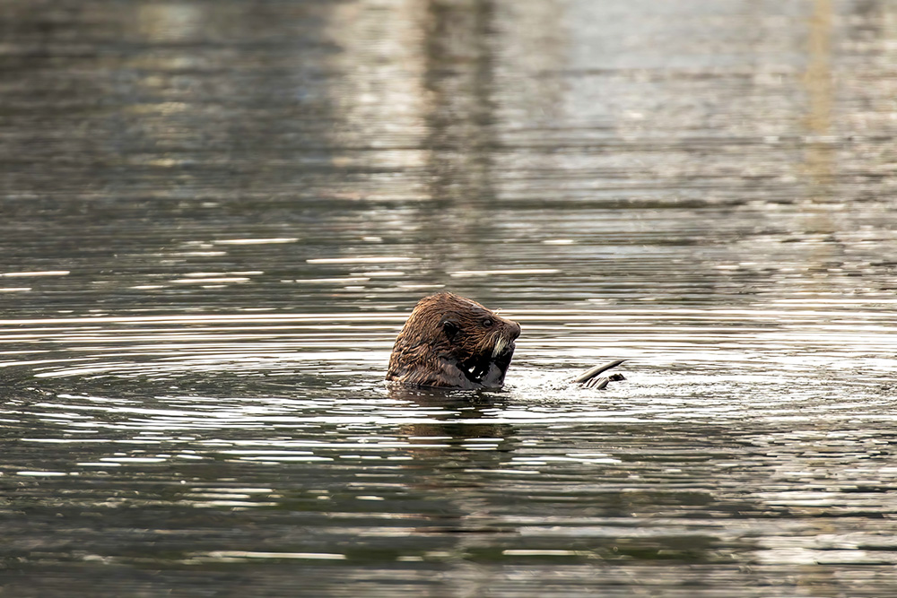 A sea otter floats near boats in St. Herman Harbor of Kodiak, Alaska. (Dreamstime/Karen Foley)