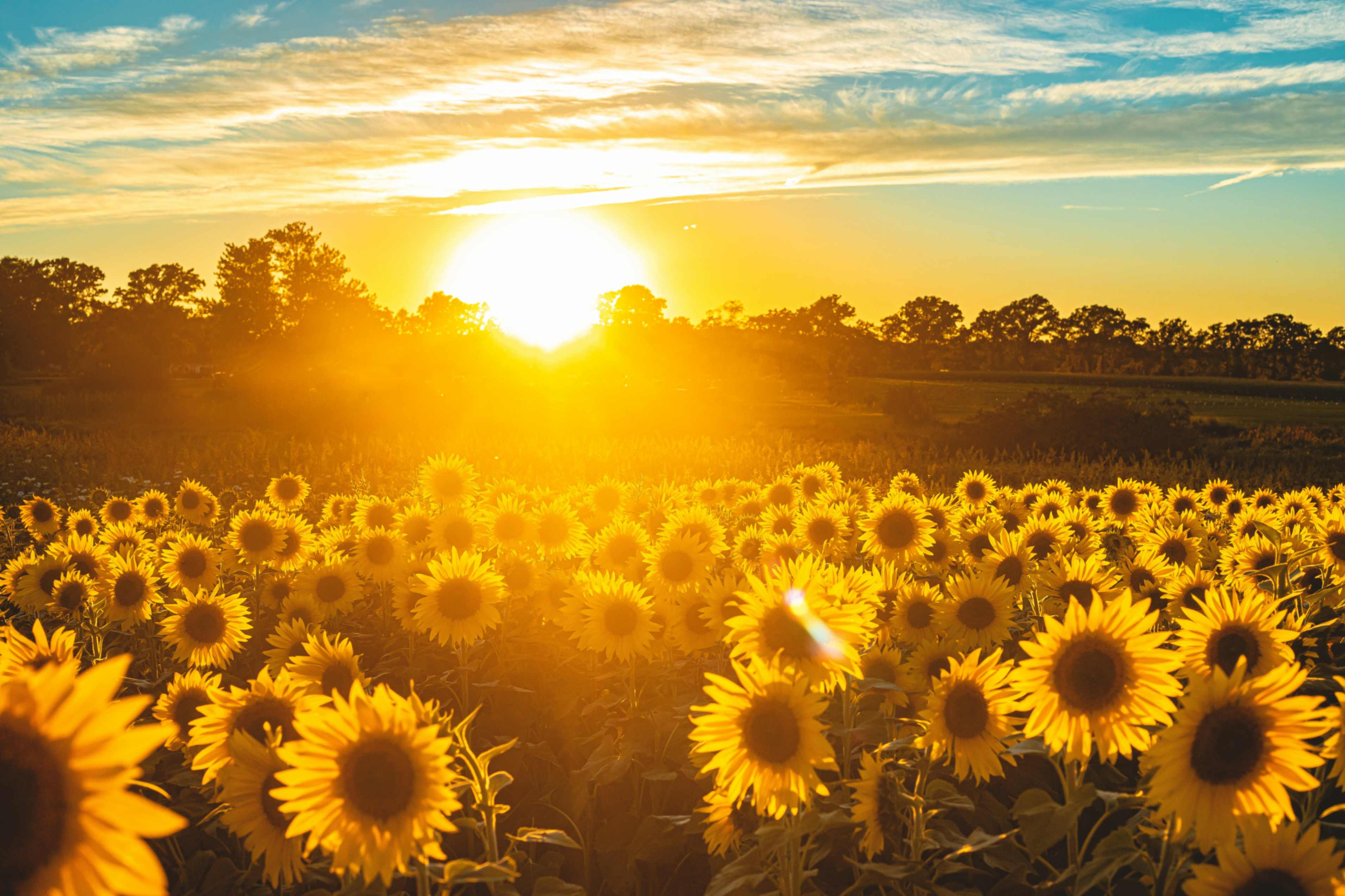 (Foto: Unsplash/Todd Kent)