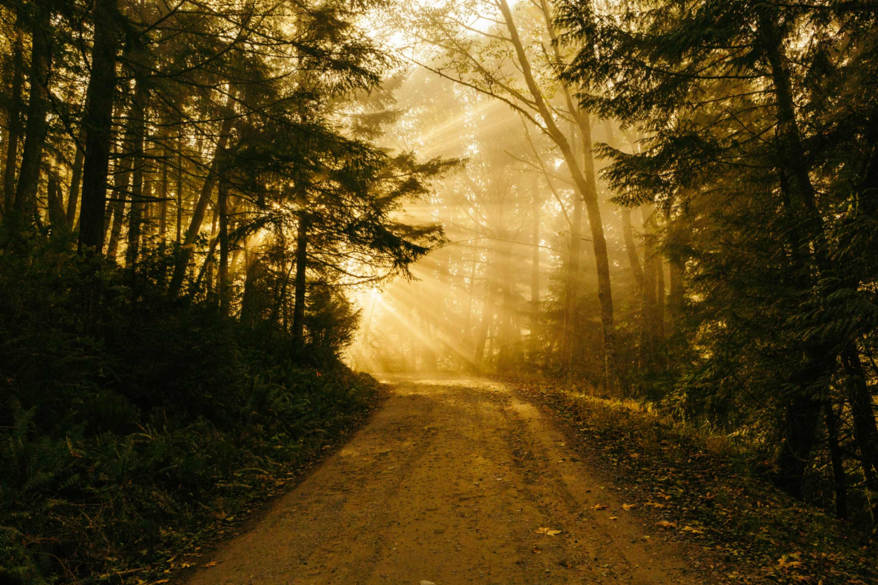 (Foto: Unsplash/Patrick Fore)